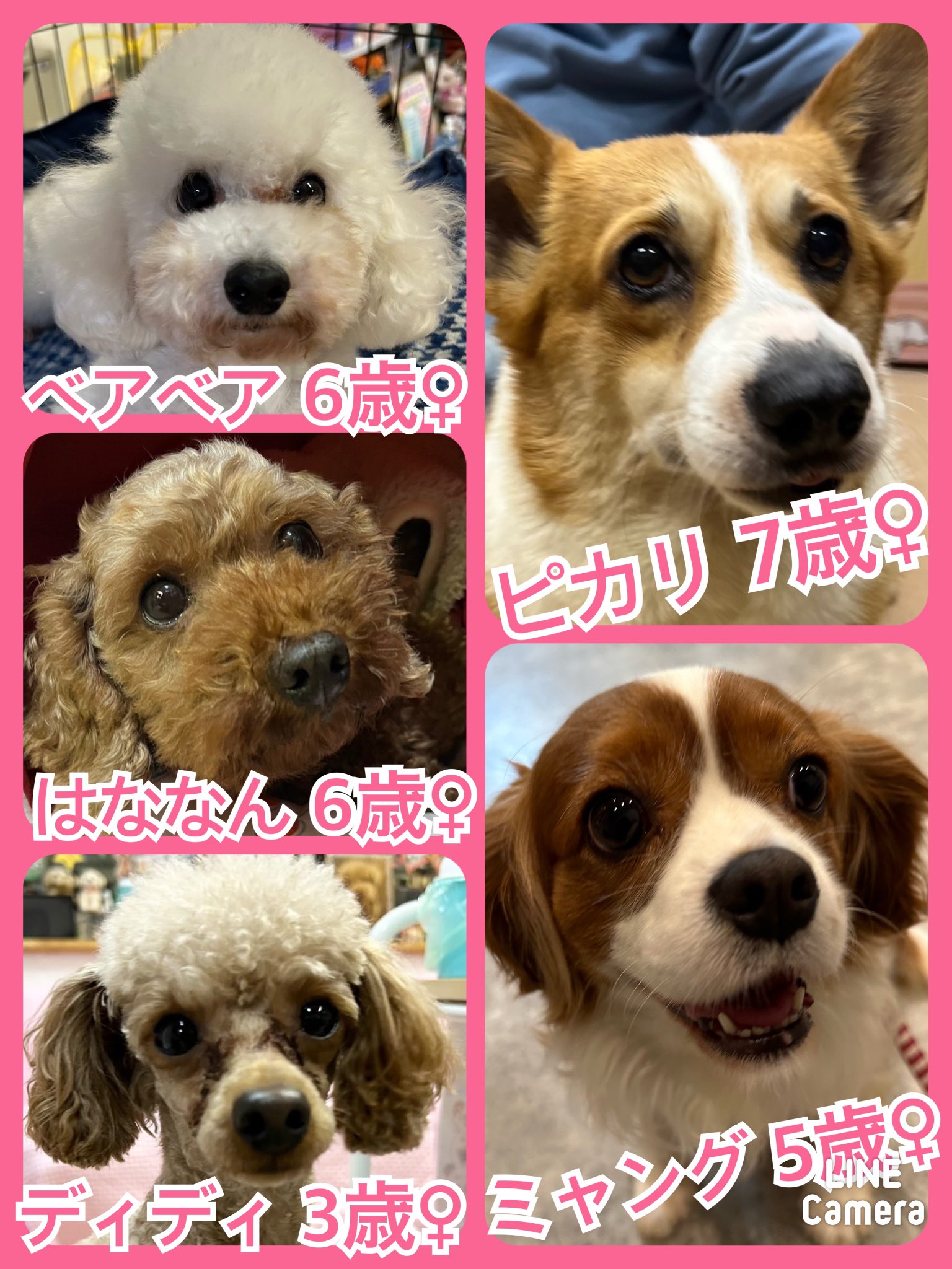 🐾今日の里親様募集中ワンコ🐶メンバーです🐾2023,12,2【保護犬カフェ天神橋店】